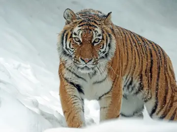 Tigre Siberiano Tigre Siberiano