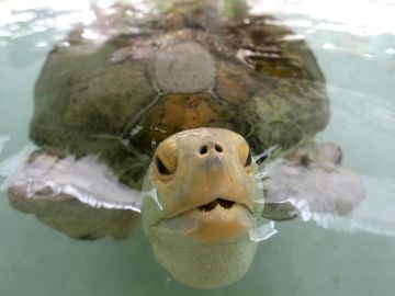 Esperanza, la tortuga mutilada embajadora de un programa de conservación de estos animales en peligro de extinción