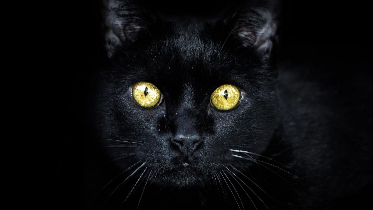 vacante Persona responsable Resolver Las adopciones de gatos negros se paralizan para evitar que mueran en rituales  satánicos por Halloween | HAZTE ECO