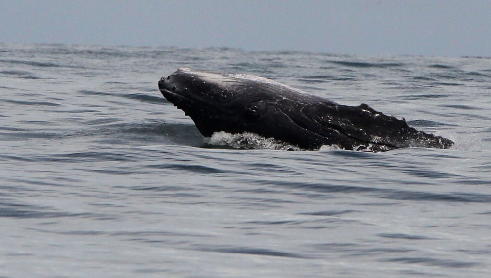 Unas 145 ballenas piloto murieron en Nueva Zelanda tras quedarse varadas el fin de semana en la isla Steward (Rakiura)