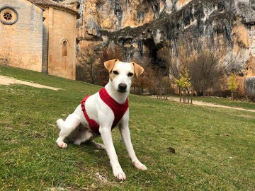 Pipper en Navarra