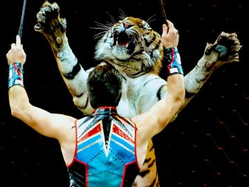Domador con un tigre en el circo