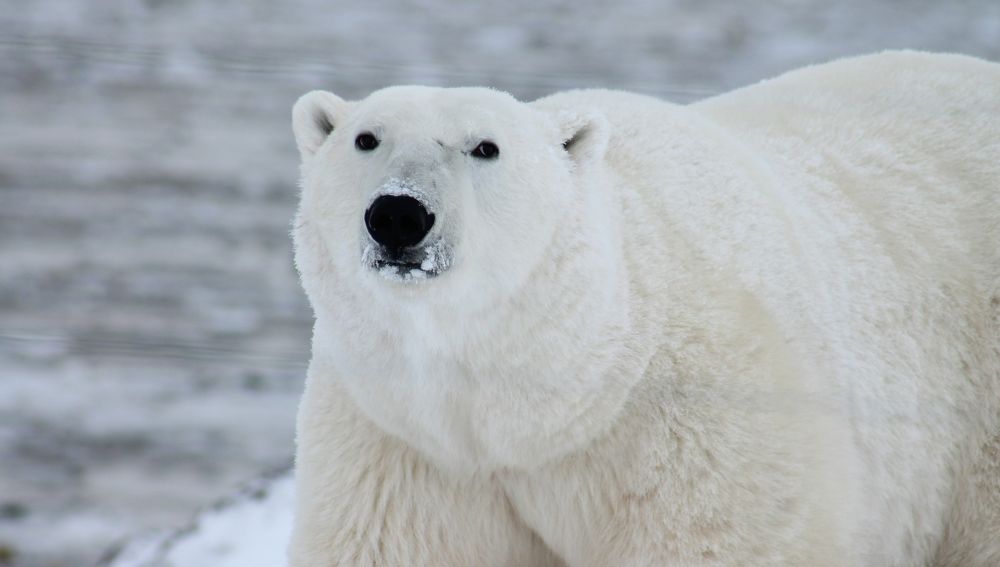 Invasión de osos polares en un archipiélago ruso