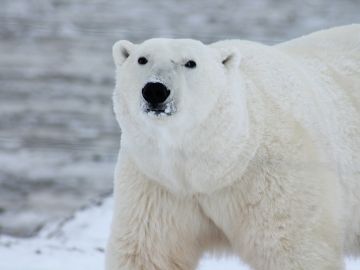 Invasión de osos polares en un archipiélago ruso