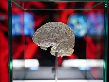 La metástasis cerebral de los pacientes con algún cáncer de tipo nefrourológico ha aumentado. / Fundación Cajasol. La metástasis cerebral de los pacientes con algún cáncer de tipo nefrourológico ha aumentado. / Fundación Cajasol.