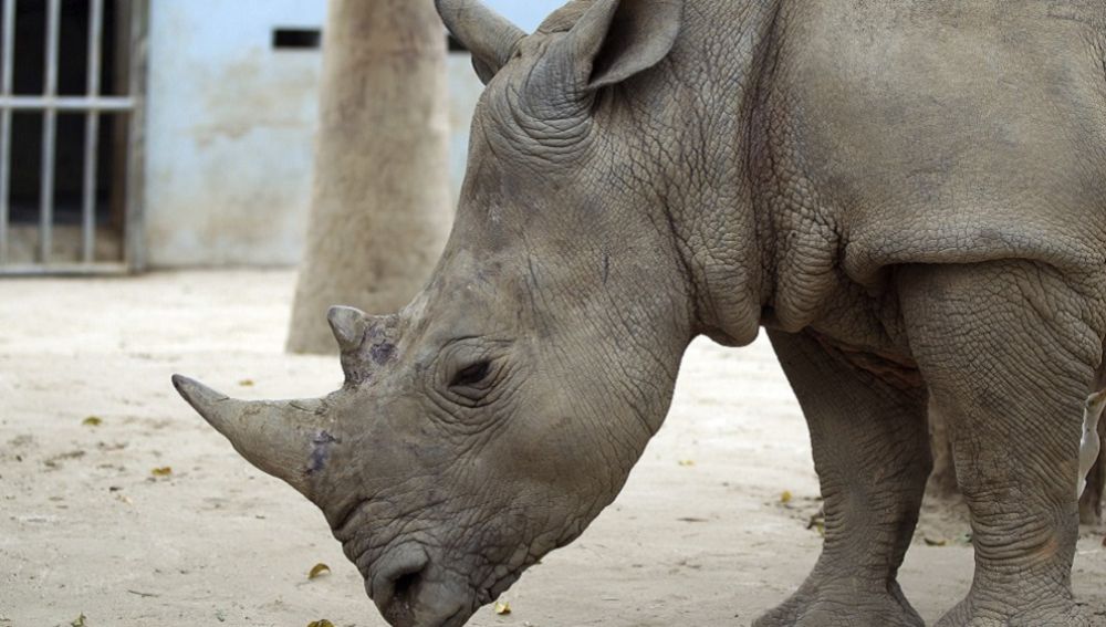Interceptan un cargamento de cuernos de rinoceronte en Hong Kong
