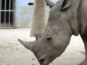 Interceptan un cargamento de cuernos de rinoceronte en Hong Kong