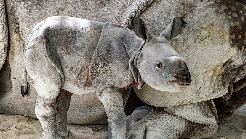Foto del primer rinoceronte indio de un solo cuerno en cautividad
