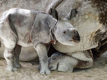 Foto del primer rinoceronte indio de un solo cuerno en cautividad