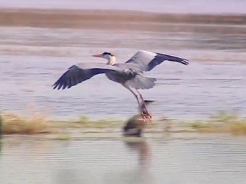 La ganadería extensiva ayuda a mantener las poblaciones de aves migratorias La ganadería extensiva ayuda a mantener las poblaciones de aves migratorias