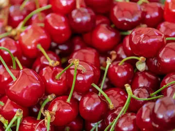 La cereza, clave para suprimir los dolores de una terapia contra el cáncer de mama La cereza, clave para suprimir los dolores de una terapia contra el cáncer de mama