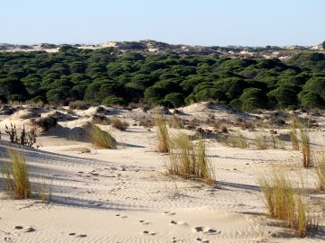 Los ratones morunos indican la contaminacion ambiental de Donana Los ratones morunos indican la contaminacion ambiental de Donana