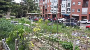 Huerto urbano Villa Rosa de la Rehdmad que se ofreció a colaborar en el estudio. Fuente: Miguel Izquierdo.