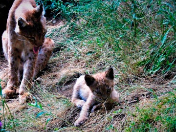 Cria de lince boreal y su madre