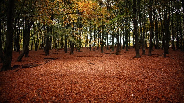 Bosque en otoño