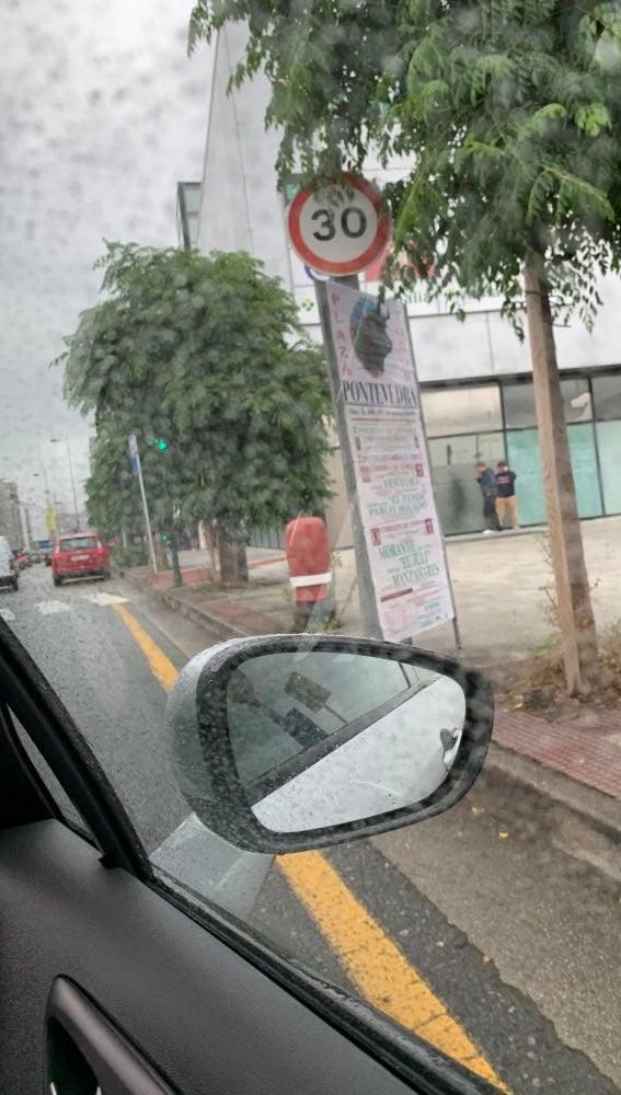 Semáforo tapado por las ramas de un árbol 