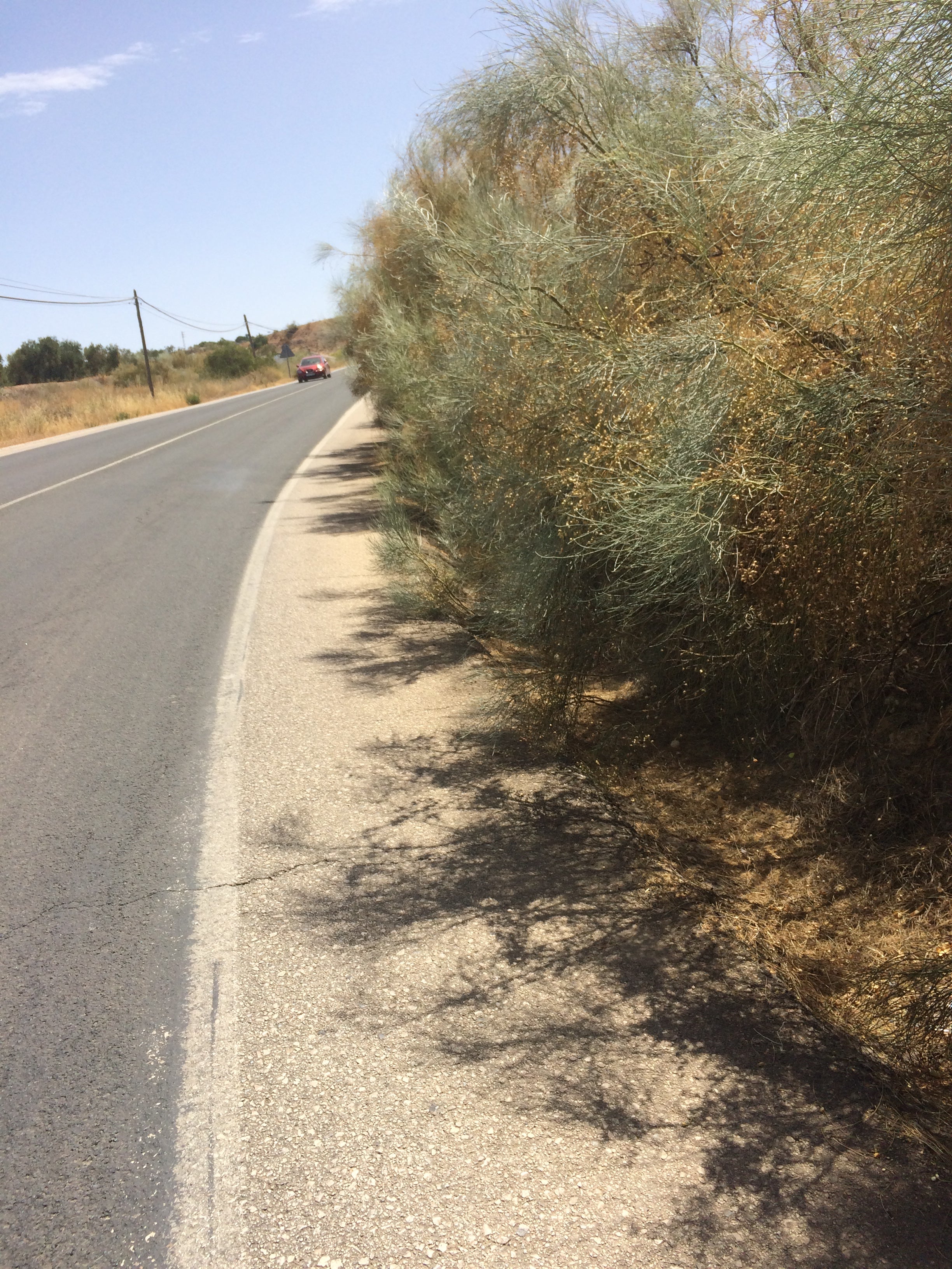 Dejadez limpieza arcén Estos son los arcenes que tenemos en Archidona... Curva sin visibilidad, llenos de retamas que nos obligan a los ciclistas a ocupar el carril de la Carretera. Es la Nacional 7200 a escasos 500 metros de entrar al pueblo... No sé si es competencia de nuestro ayuntamiento pero seguro que algo pueden hacer o mover para que limpien éstos y otros muchos puntos que hacen que tengamos que poner más aún en peligro nuestro físico. Pienso seguir haciendo fotos y animo a que todo el mundo haga lo mismo para que dentro del peligro que corremos se atenúe lo máximo posible. Se encuentra entre el Km 1 y 2 de la A7200