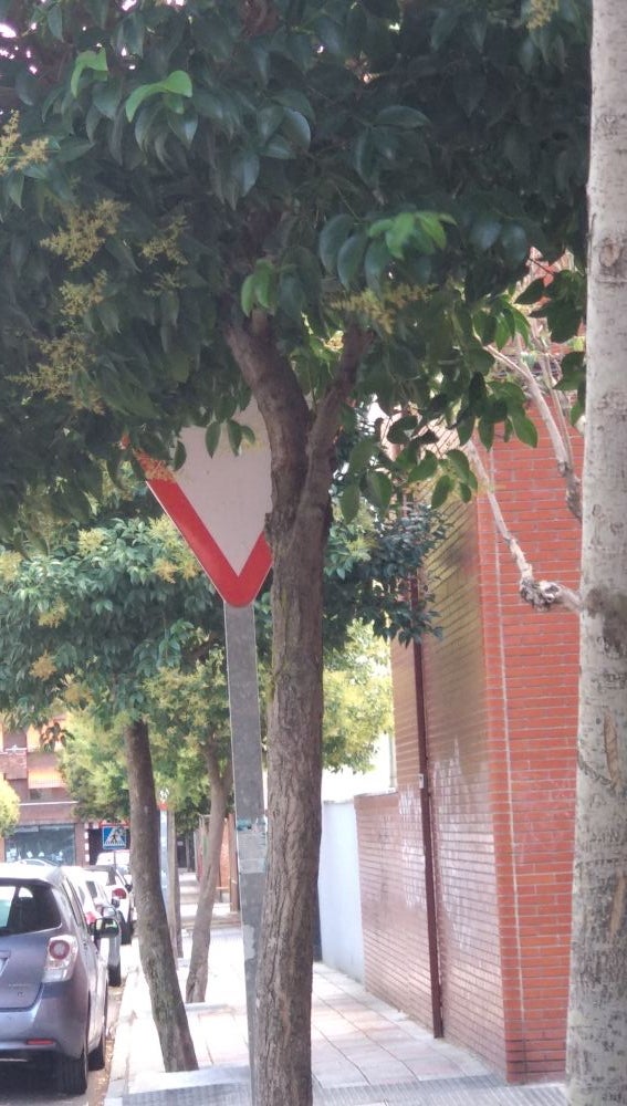 Señal de ceda tapada por un árbol