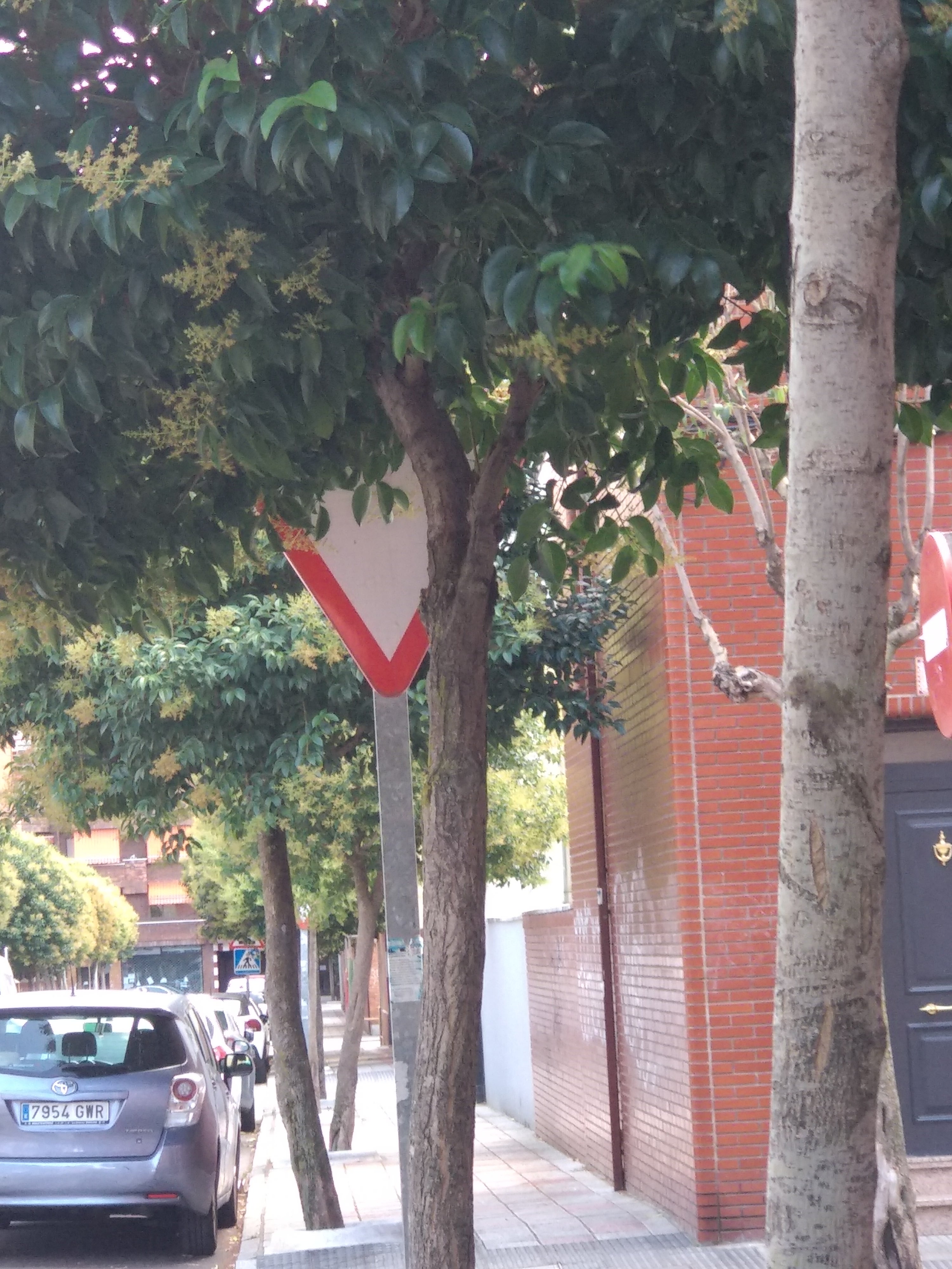 Señal de ceda tapada por un árbol En la calle Cantarranas en León capital nos encontramos con esta señal que al estar tapada por el árbol no se ve para acceder al cruce que hay posteriormente