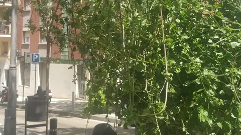 Señal peatón mala visibilidad Casi no se ve la señal peatonal. Ubicada en el paseo Mare de deu del coll 149 08032 barcelona capital. Es un peligro está saliendo justo en la puerta de casa.