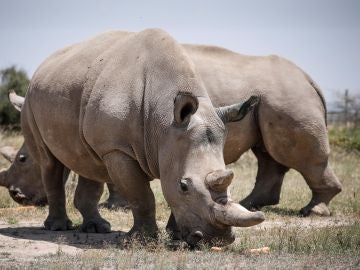 Únicos ejemplares vivos de rinoceronte blanco del norte