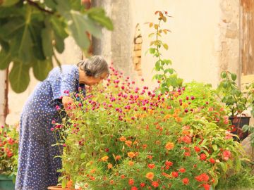 La jardinería ayuda a llevar un estilo de vida más sano y un envejecimiento activo La jardinería ayuda a llevar un estilo de vida más sano y un envejecimiento activo