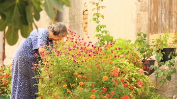 La jardinería ayuda a llevar un estilo de vida más sano y un envejecimiento activo La jardinería ayuda a llevar un estilo de vida más sano y un envejecimiento activo