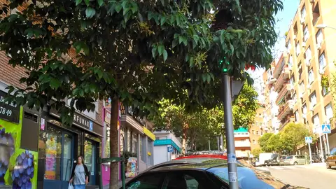 Naturaleza No se ve el semáforo con las hojas del árbol. Esta en la esquina de la calle Canillas con la calle Clara del Rey en Madrid.
