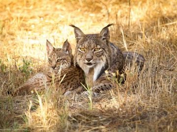 La reintroduccion del lince puede reducir la abundancia de zorros y meloncillos La reintroduccion del lince puede reducir la abundancia de zorros y meloncillos