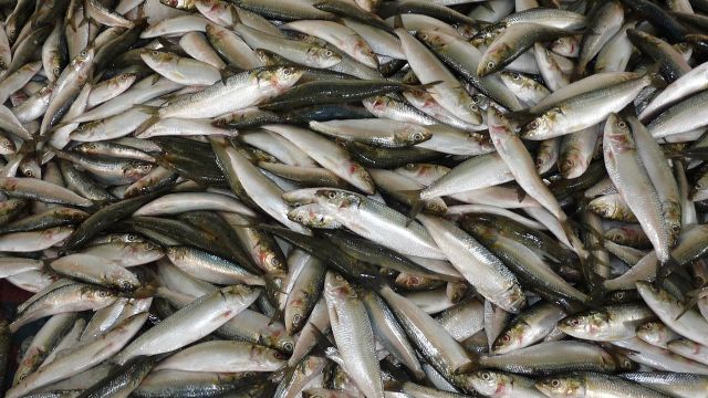 Peces muertos