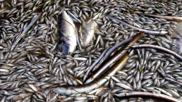 Aparecen peces muertos en playas del Mar Menor