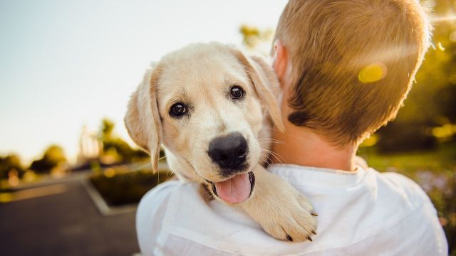 Perro labrador 