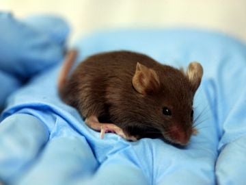 Los primeros ratones nacidos con telomeros hiperlargos viven un 13 mas