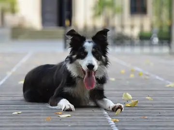 Border collie Border collie