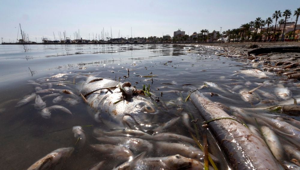 Peces muertos en playas del Mar Menor, en la zona de Villananitos y La Puntica, San Pedro del Pinatar, (Murcia).