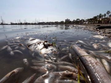 Peces muertos en playas del Mar Menor, en la zona de Villananitos y La Puntica, San Pedro del Pinatar, (Murcia).