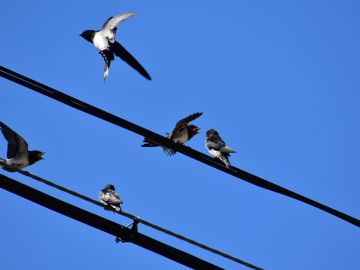 Pájaros en un tendido eléctrico