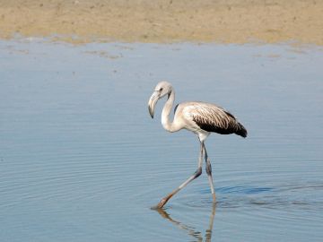 Doñana Doñana
