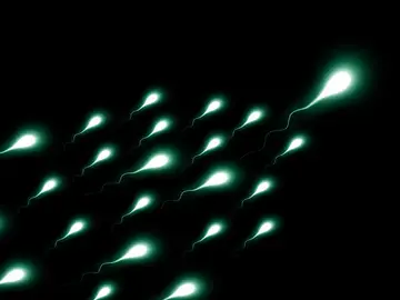 Espermatozides Espermatozides