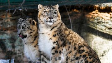 Dos ejemplares de leopardo de las nieves