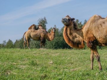 Dos camellos