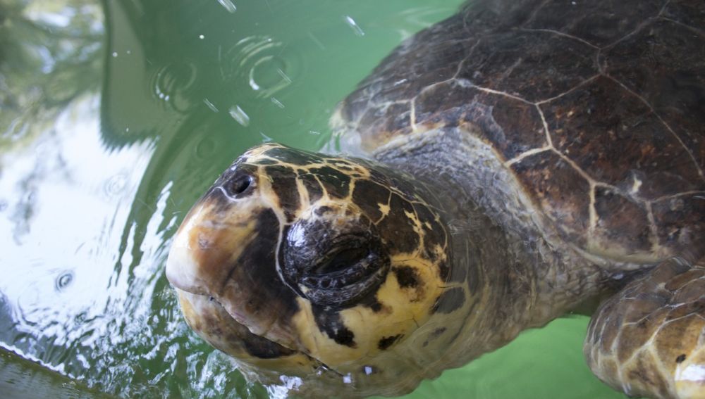 Tortuga caretta caretta