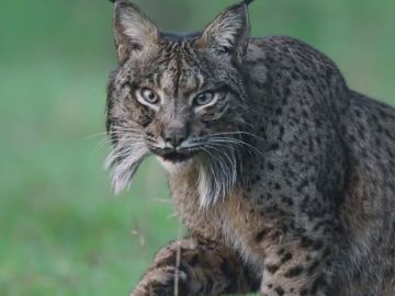 'Dehesa, el bosque del lince ibérico', el documental que nos traslada a un ecosistema único de la Península Ibérica