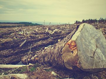 Un bosque deforestado