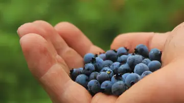 Arándanos para prevenir el envejecimiento acelerado Arándanos para prevenir el envejecimiento acelerado