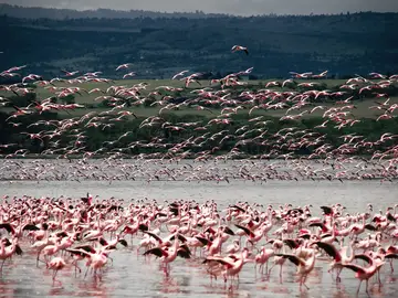 Flamencos Flamencos