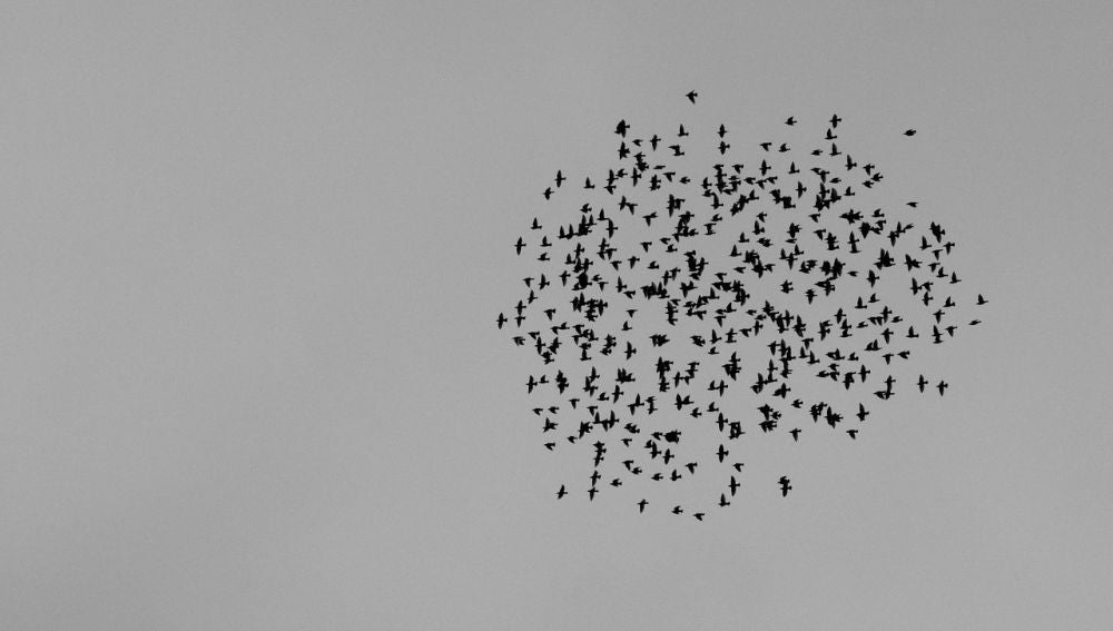 Grupo de aves volando