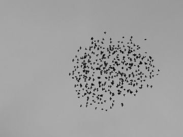Grupo de aves volando