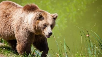 Oso Oso