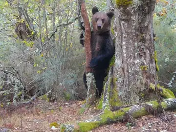 Oso pardo Oso pardo